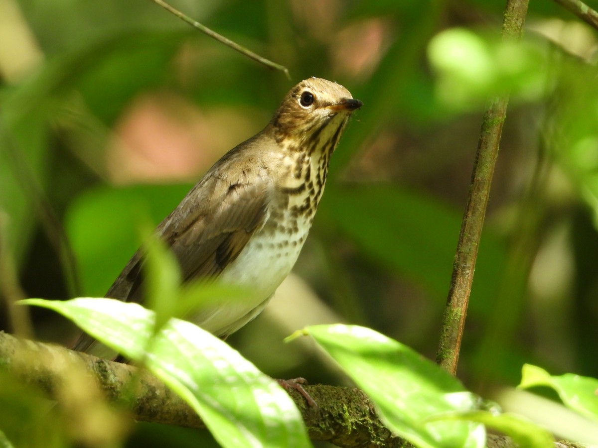 Swainson's Thrush - ML622991832