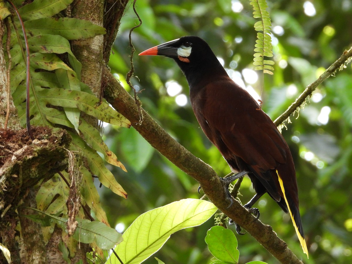 Montezuma Oropendola - ML622991835