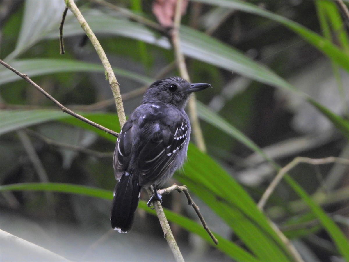 Black-crowned Antshrike - ML622991854