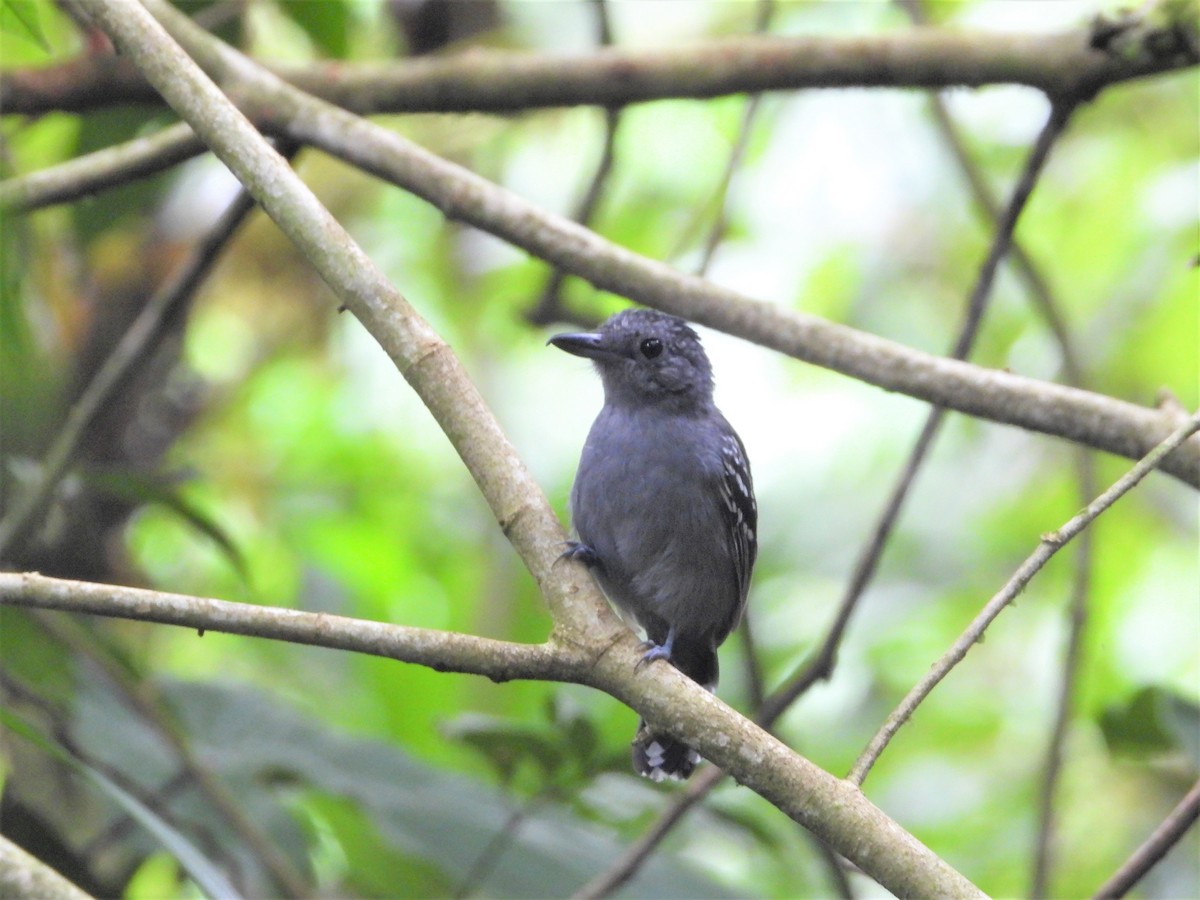 Black-crowned Antshrike - ML622991855