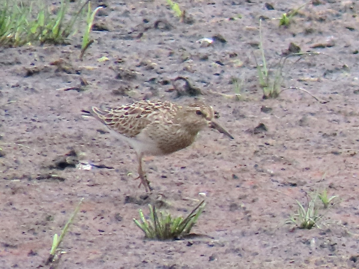 Pectoral Sandpiper - ML622991869