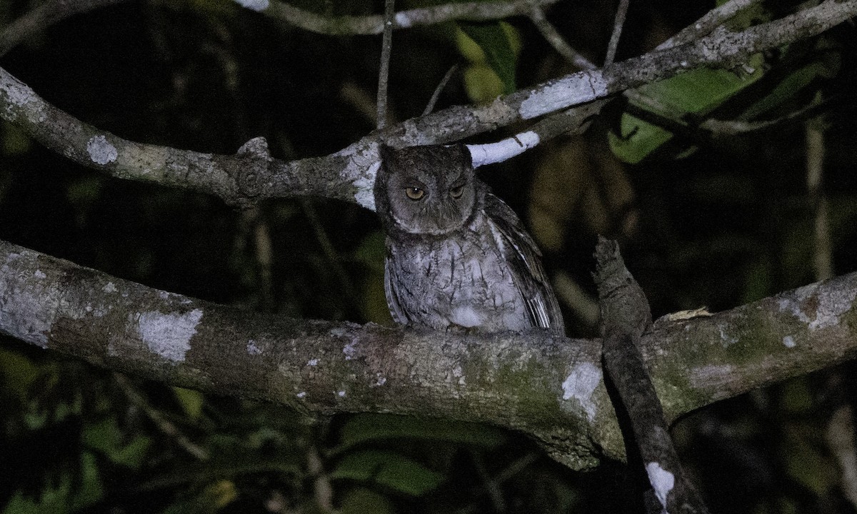 Moluccan Scops-Owl - ML622991875