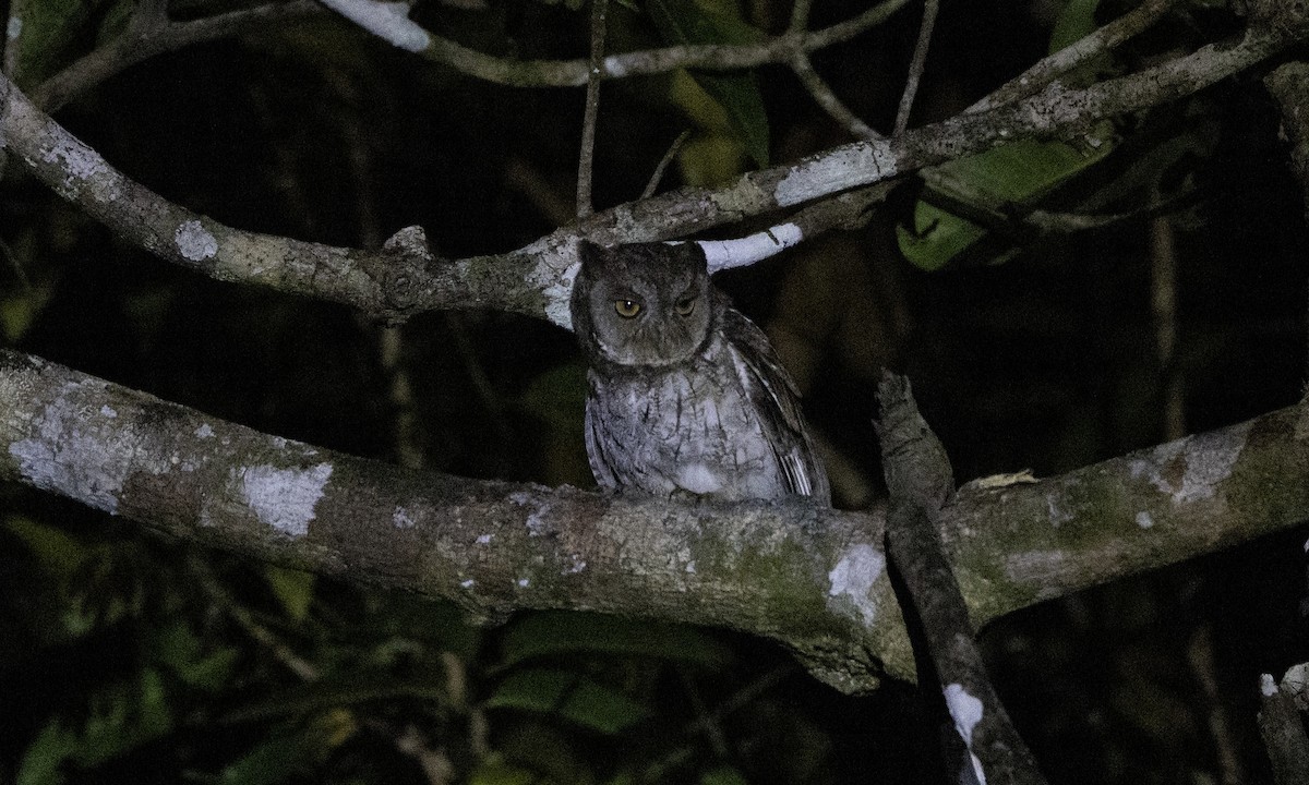 Moluccan Scops-Owl - ML622991876