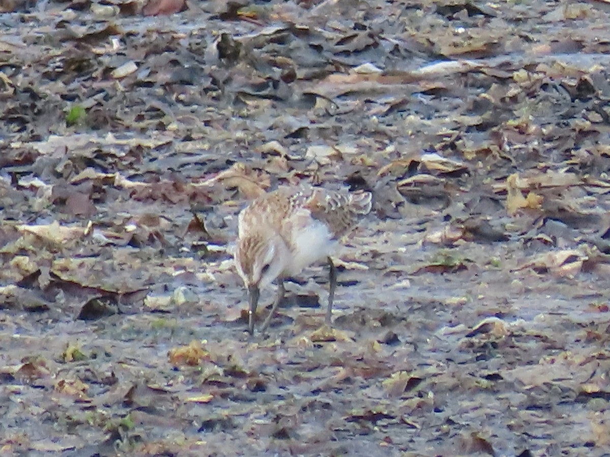 Semipalmated Sandpiper - ML622991886