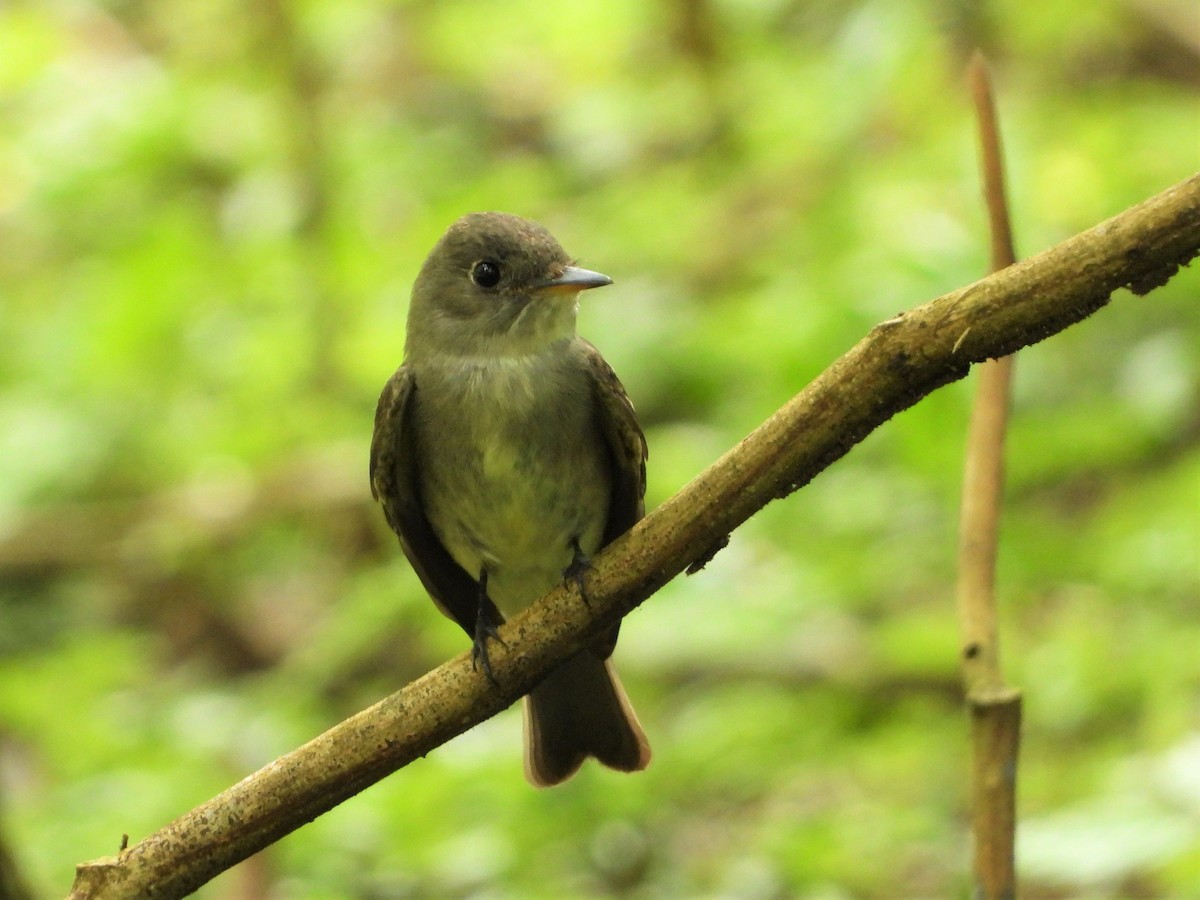 Olive-sided Flycatcher - ML622991892