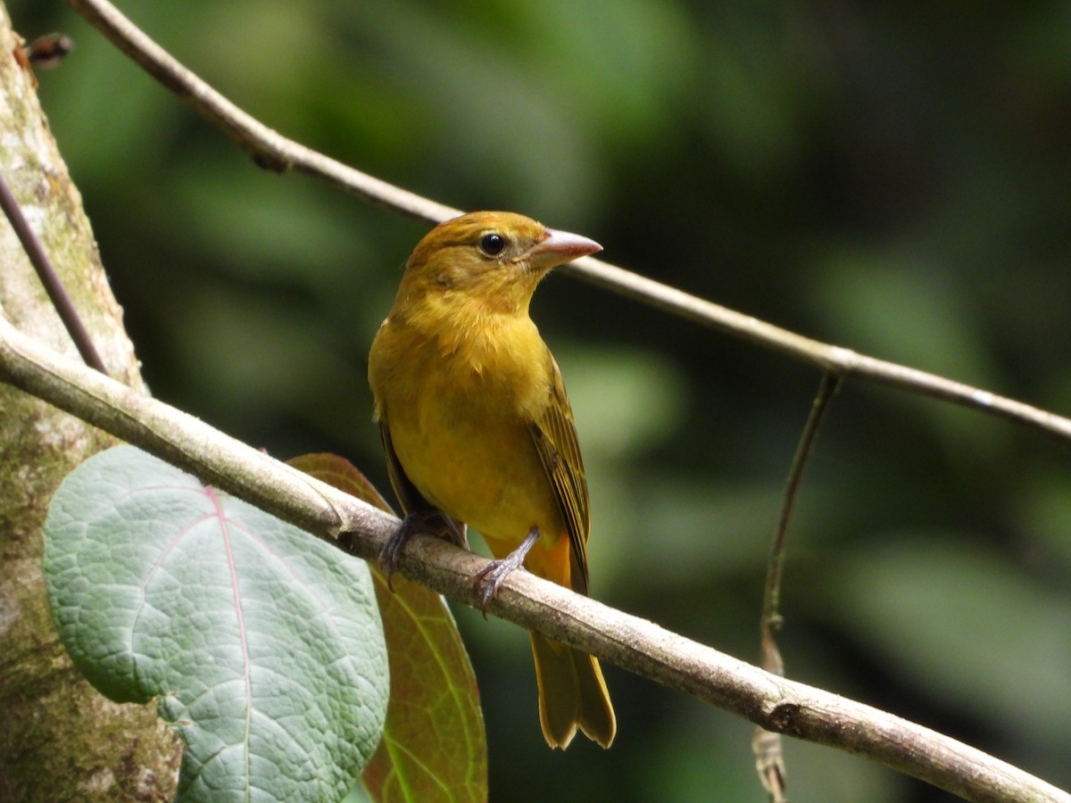 Summer Tanager - ML622991901