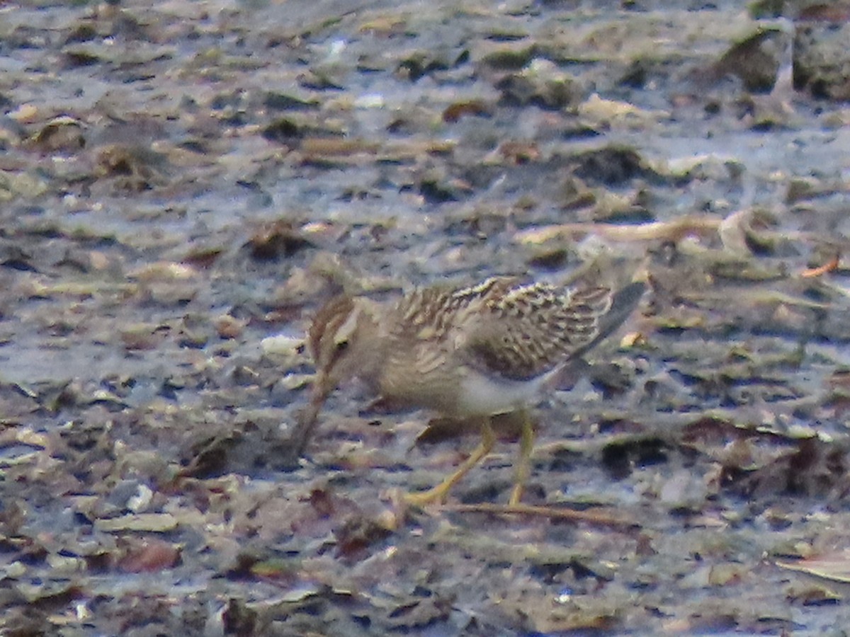 Pectoral Sandpiper - ML622991909