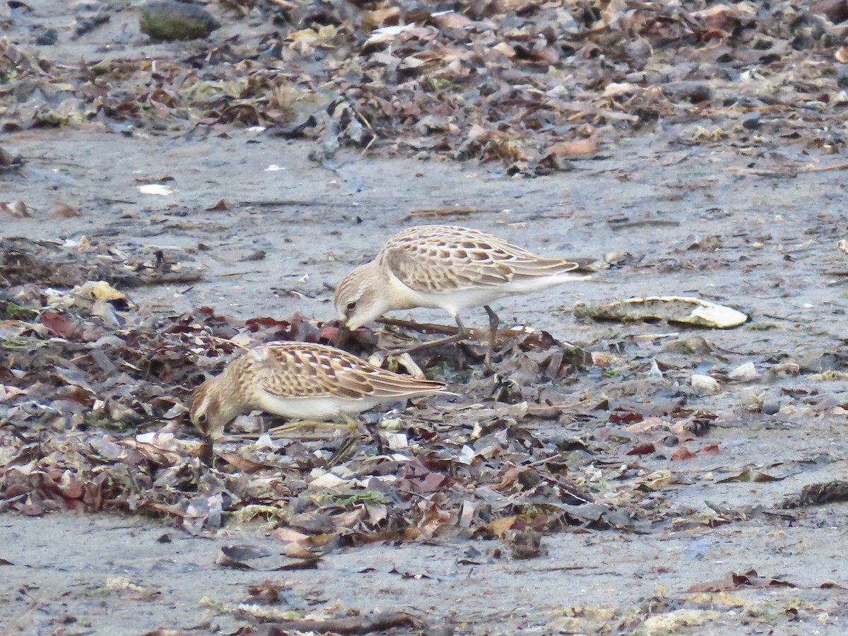 Least Sandpiper - Vibeke Pedersen