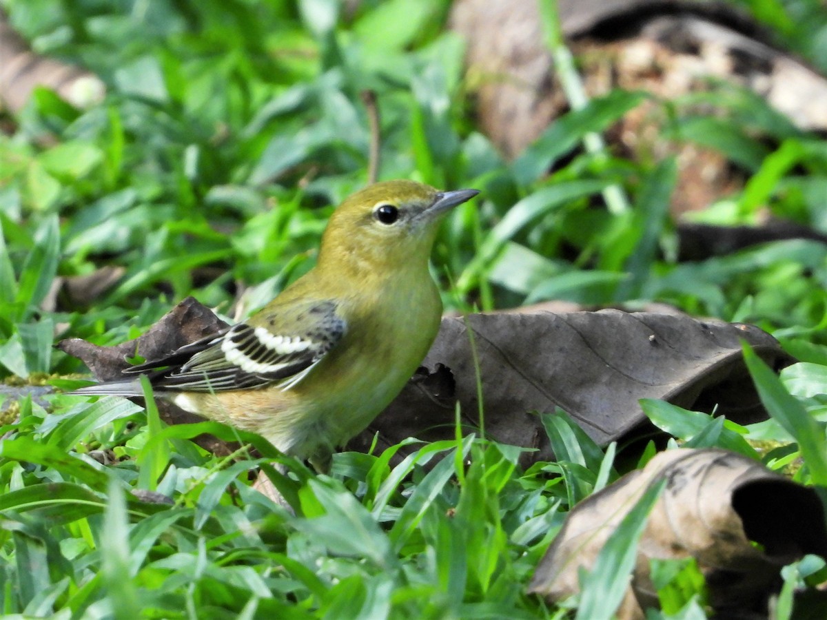 Chestnut-sided Warbler - ML622991919