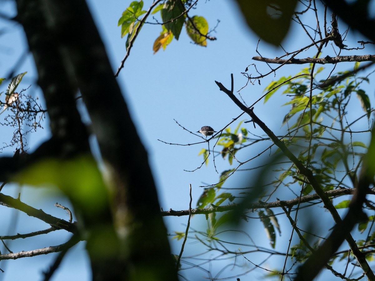 Gray-sided Flowerpecker - ML622991936