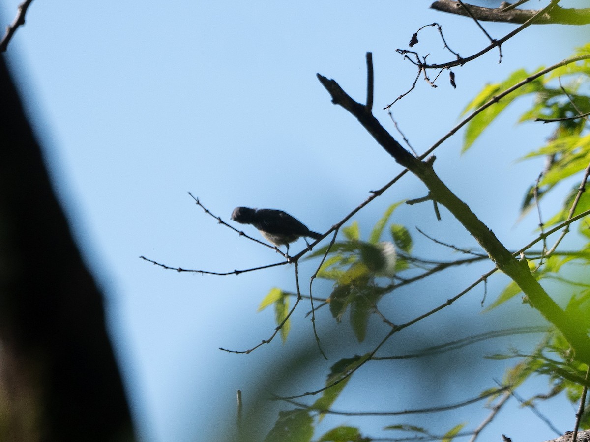 Gray-sided Flowerpecker - ML622991937