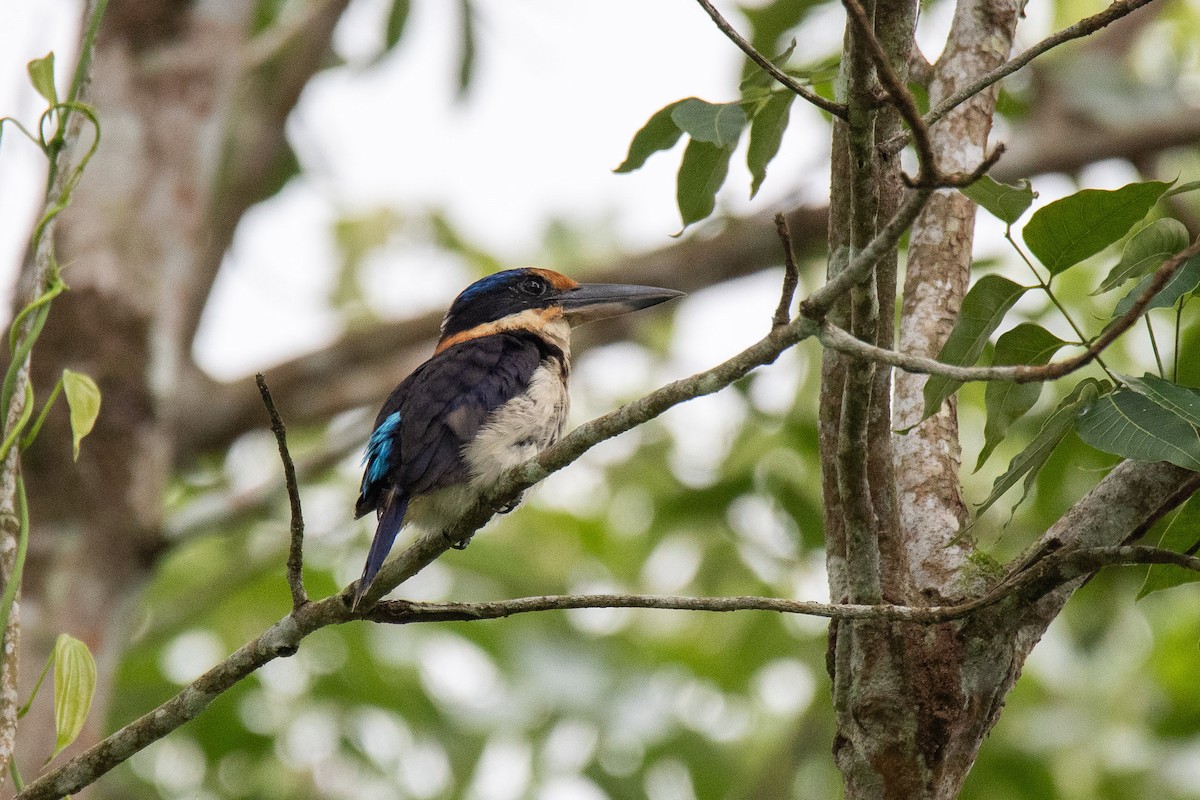 Rufous-lored Kingfisher - ML622991943