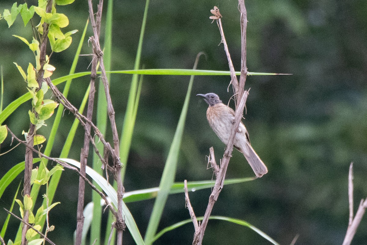 Philippine Bulbul - Sangyoon Lee