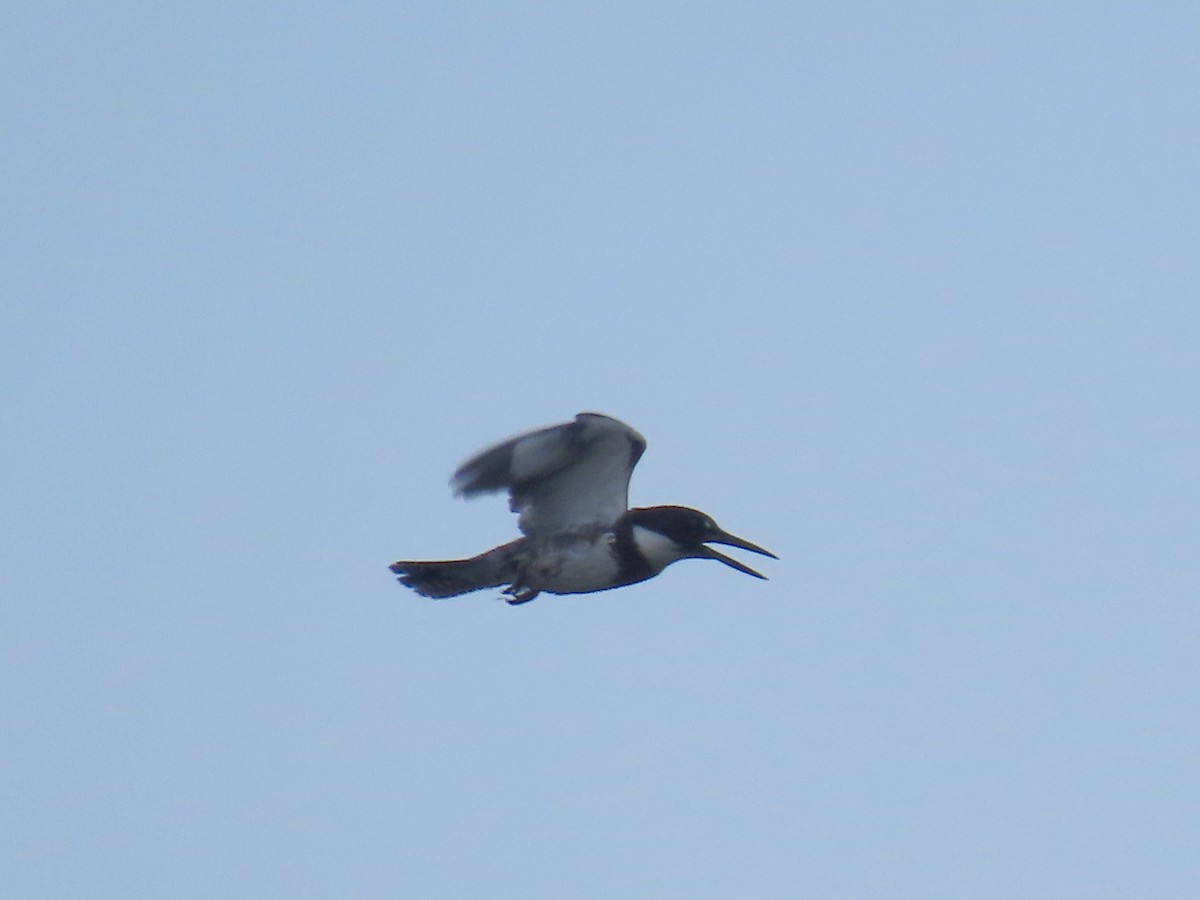 Belted Kingfisher - ML622992011