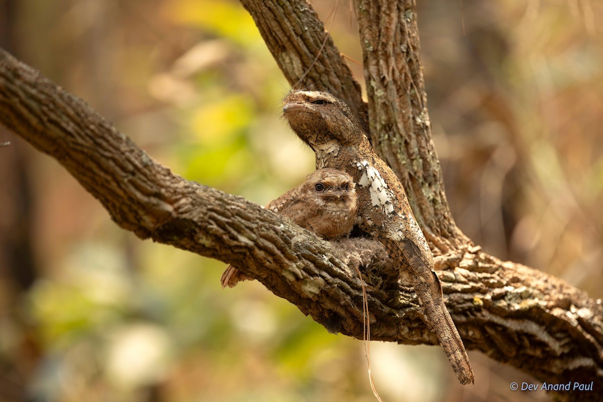 Hodgson's Frogmouth - ML622992067