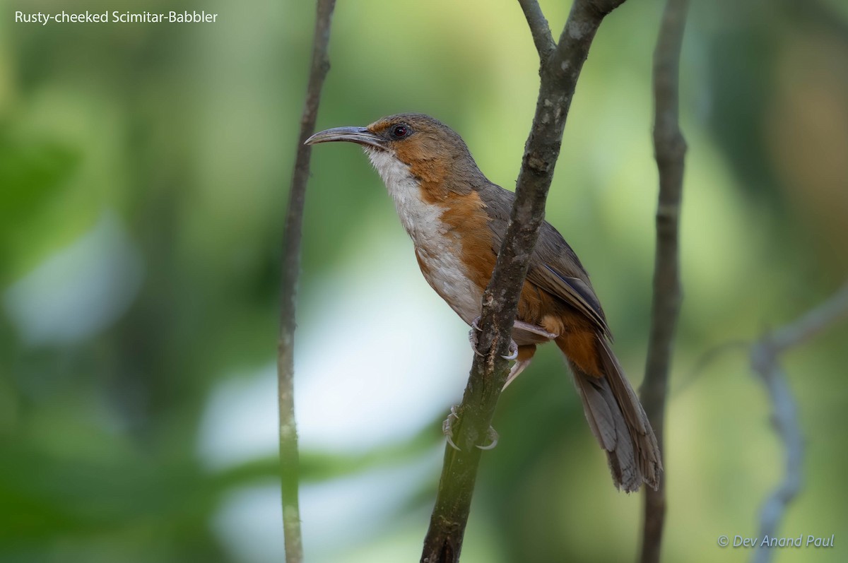 Rusty-cheeked Scimitar-Babbler - ML622992122