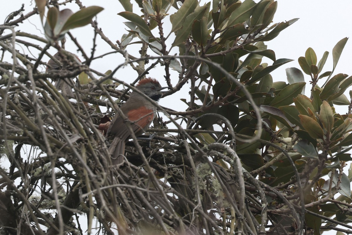 Silvery-throated Spinetail - ML622992158