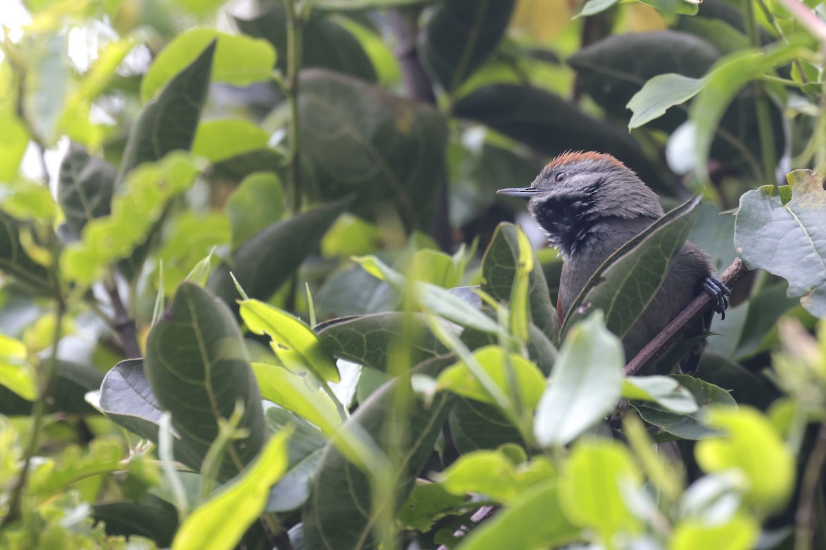 Silvery-throated Spinetail - ML622992159