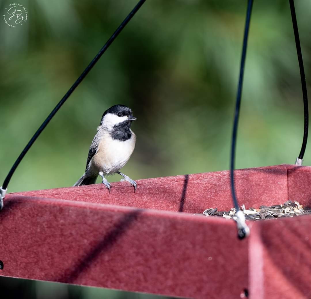 Carolina Chickadee - ML622992185