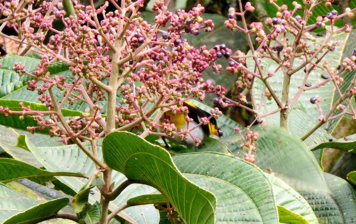 Yellow-backed Tanager - ML622992192