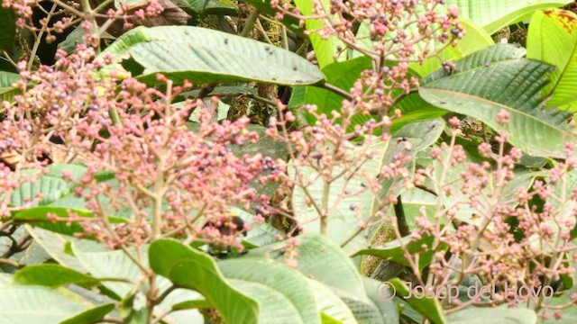 Yellow-backed Tanager - ML622992199