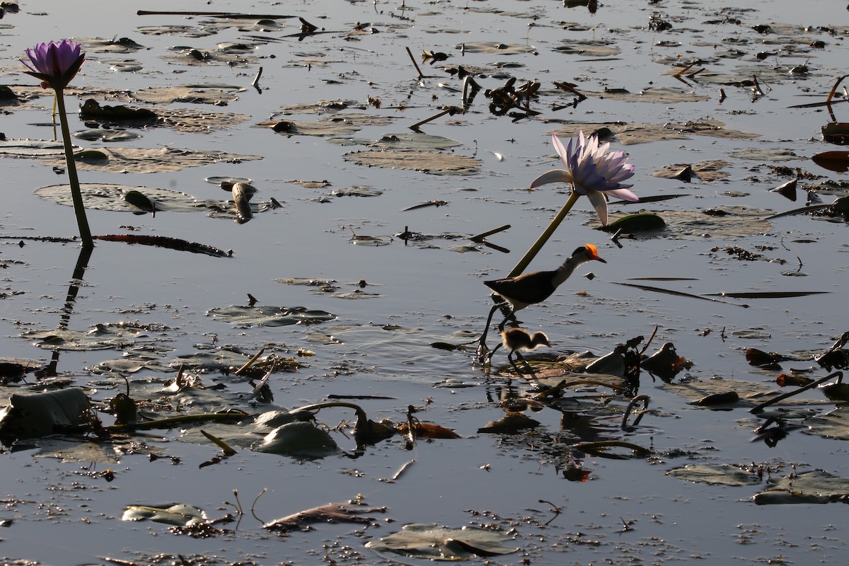 Comb-crested Jacana - ML622992203