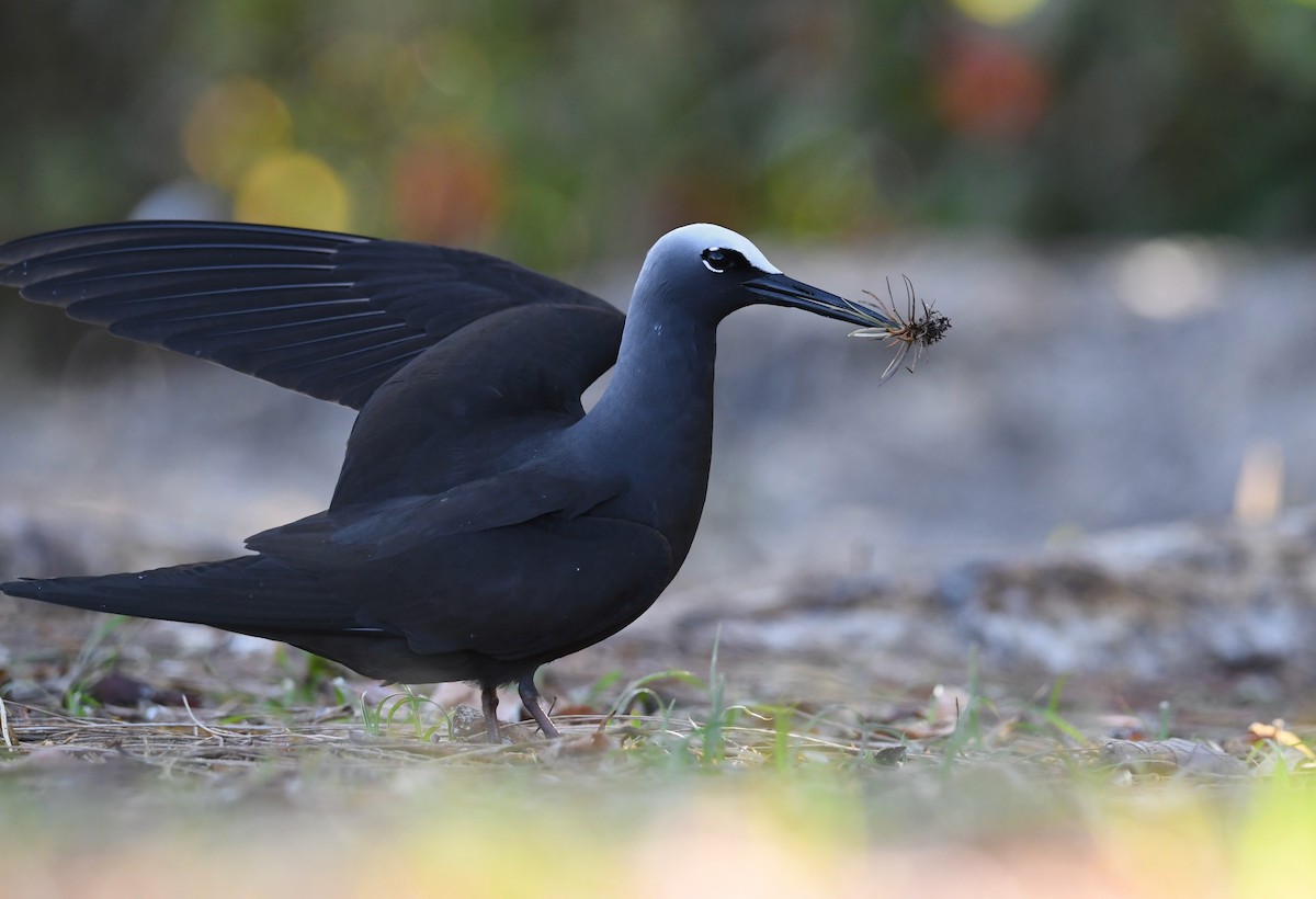 Black Noddy - Kalin Ocaña