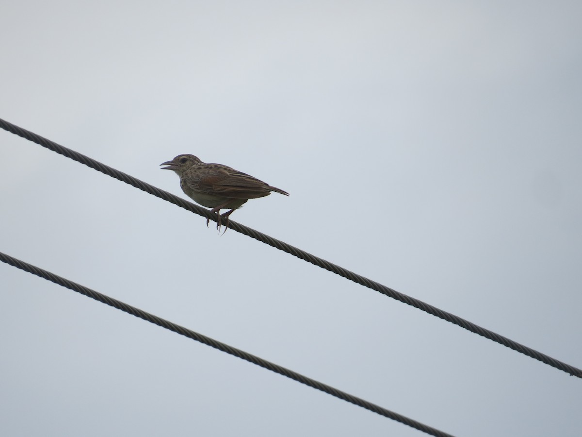 Jerdon's Bushlark - ML622992300