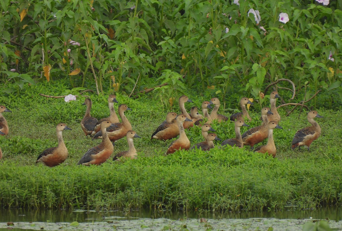 Dendrocygne siffleur - ML622992307