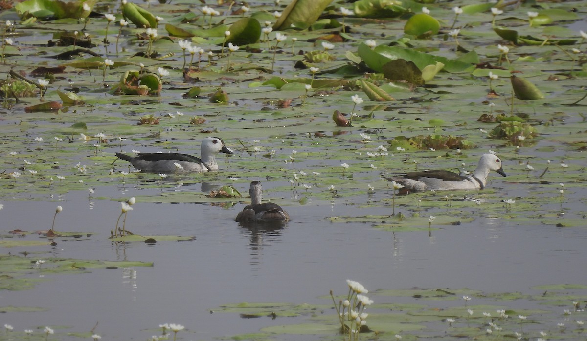 Cotton Pygmy-Goose - ML622992311