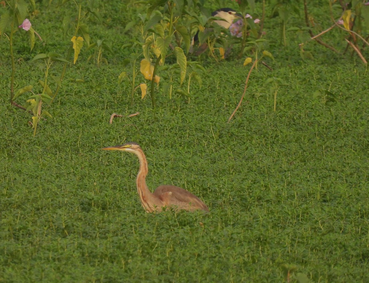 Purple Heron - ML622992318