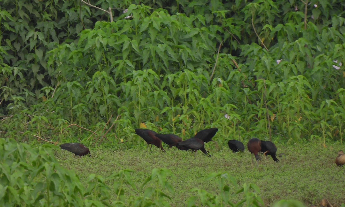 Glossy Ibis - ML622992319