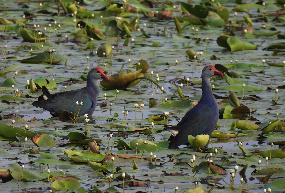 Gray-headed Swamphen - ML622992340