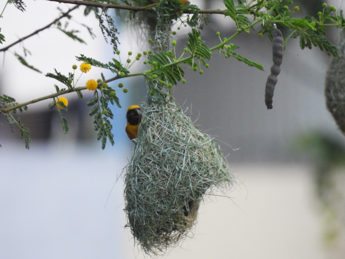 Baya Weaver - Sahana M