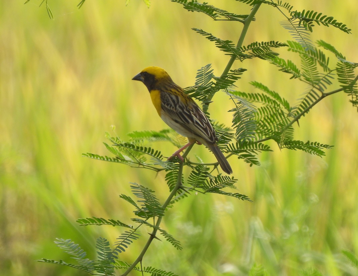 Baya Weaver - ML622992350