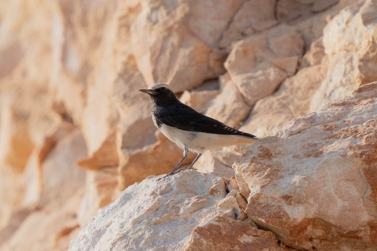 Hooded Wheatear - ML622992462