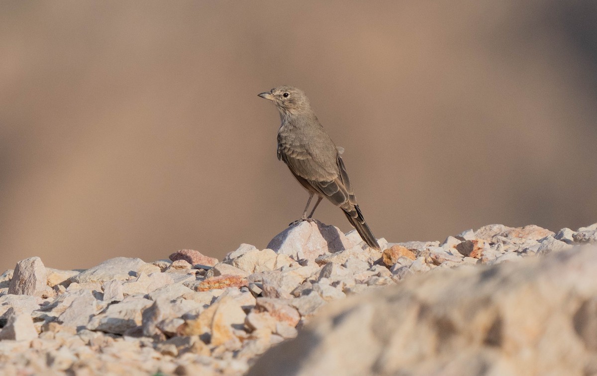 Desert Lark - mariam alghafli