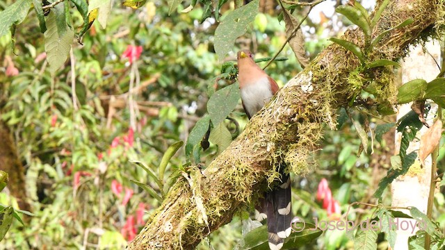 Squirrel Cuckoo (Amazonian) - ML622992479