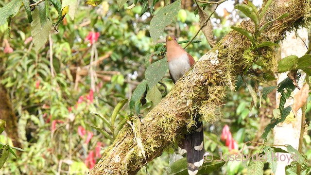 Cuco Ardilla Común (grupo cayana) - ML622992479