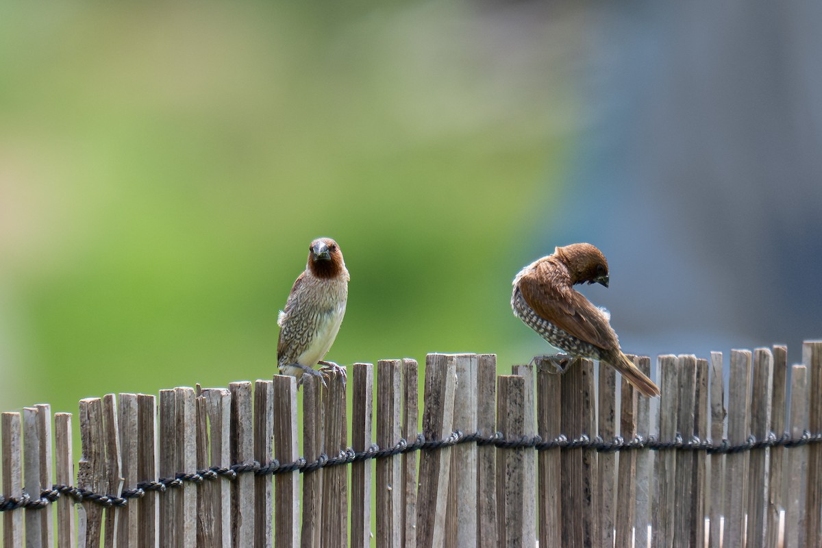 Scaly-breasted Munia - Tim Pryce