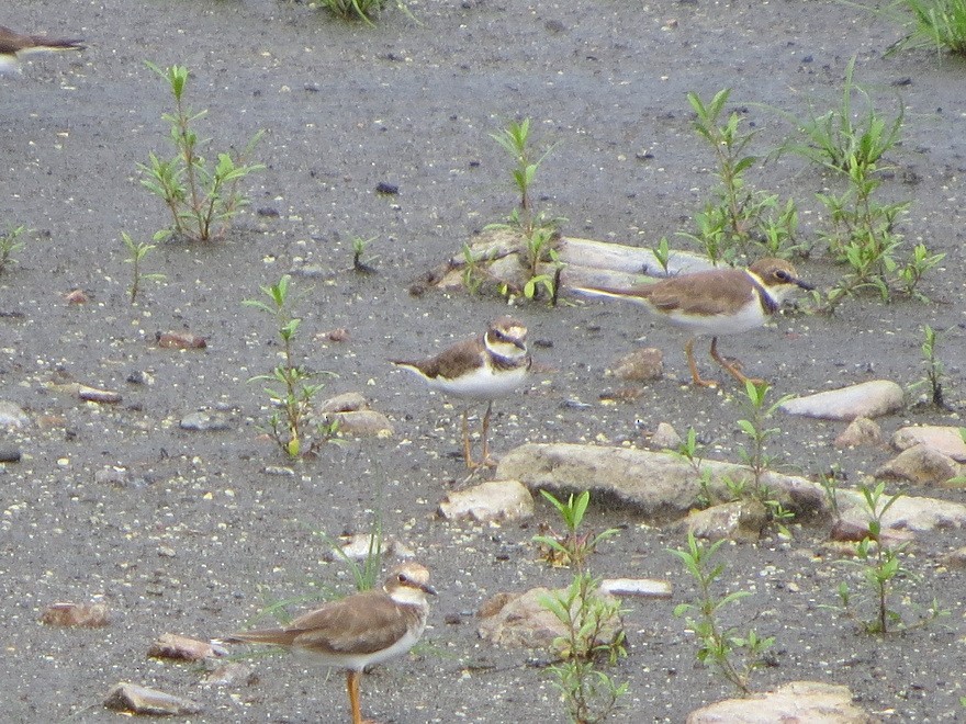 Little Ringed Plover - ML622992629