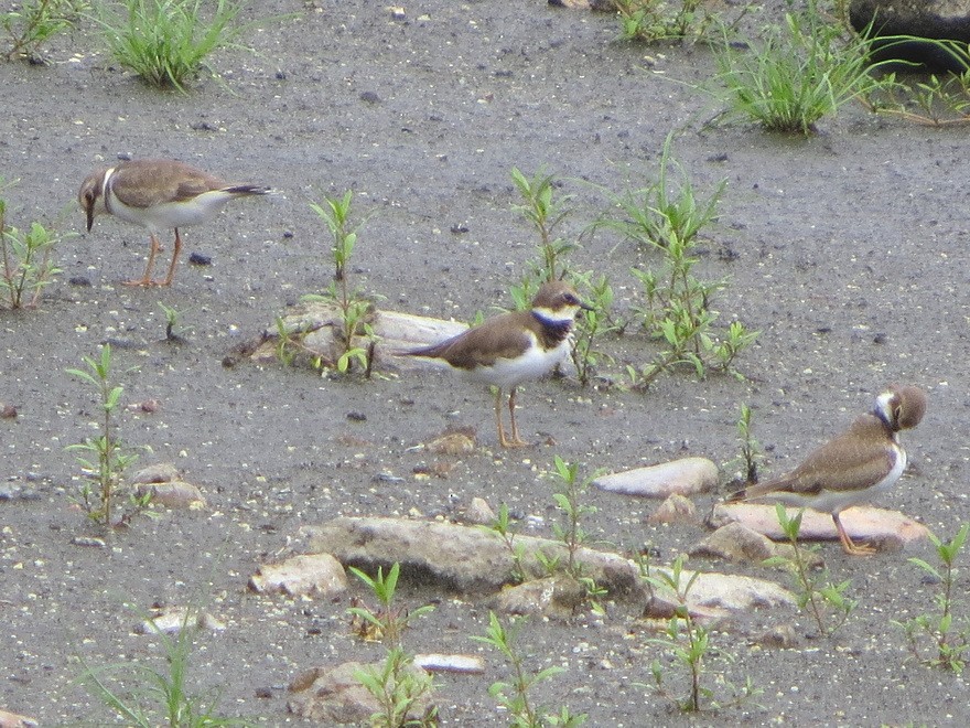 Little Ringed Plover - ML622992633