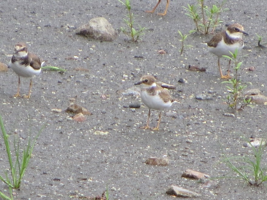 Little Ringed Plover - ML622992634