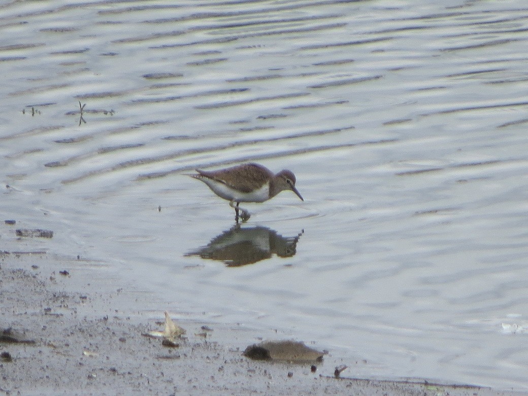 Common Sandpiper - ML622992636