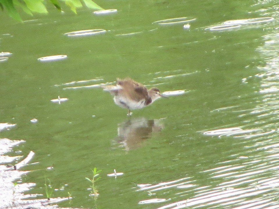 Common Sandpiper - ML622992638