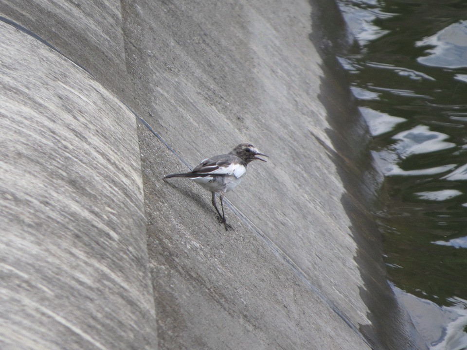 Japanese Wagtail - ML622992642