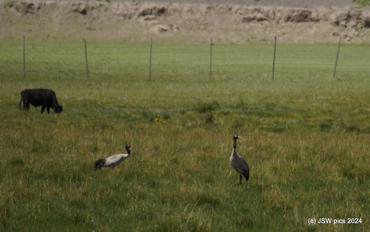 Black-necked Crane - Jaswinder Waraich