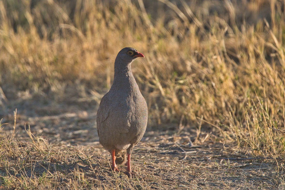 Red-billed Spurfowl - ML622992651