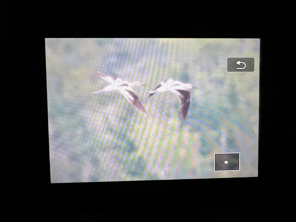 American Avocet - ML622992700