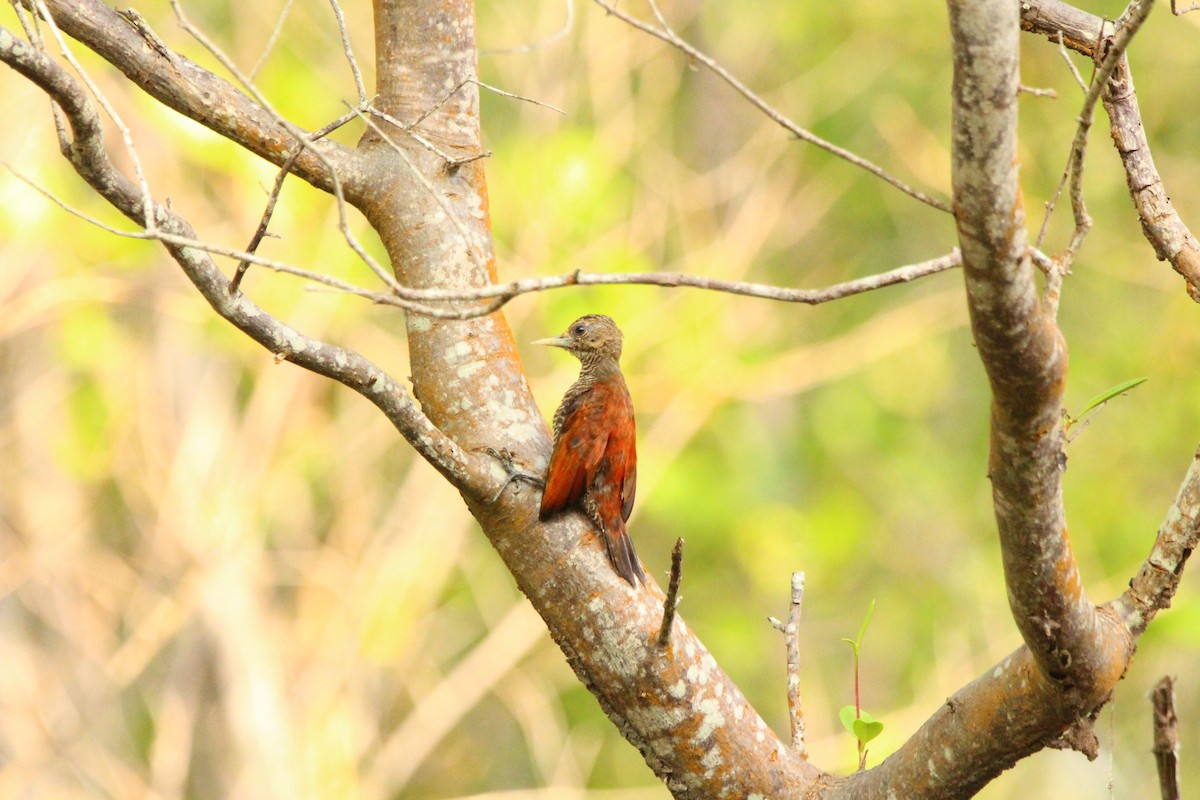 Blood-colored Woodpecker - ML622992764